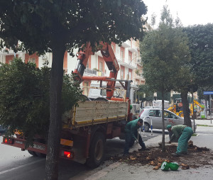 nuovi alberi al viale